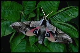 Image of One-eyed Sphinx, Eyed Hawk-moth