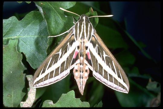 Image of White-lined Sphinx