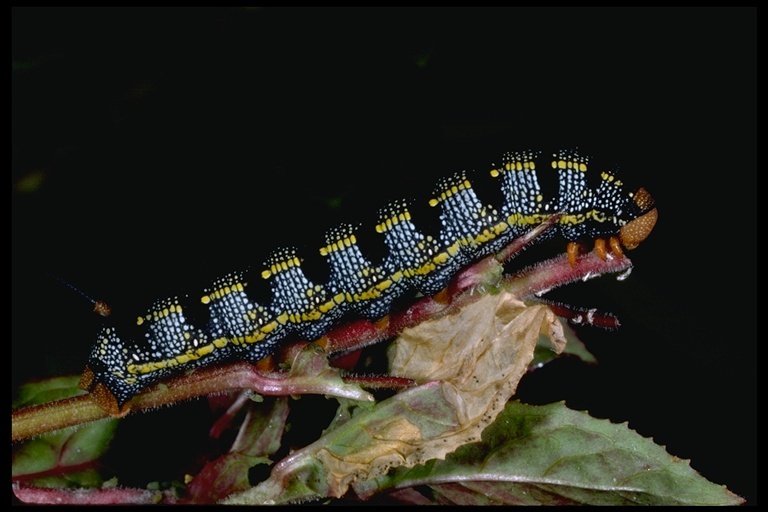 Image of White-lined Sphinx