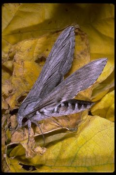 Image of Great ash sphinx