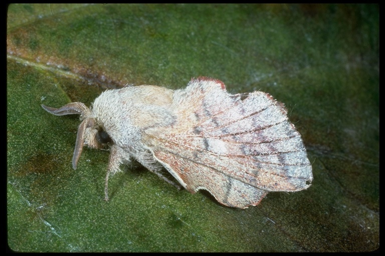 Image de Phyllodesma coturnix De Lajonquière 1968