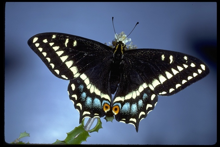 Imagem de <i>Papilio indra shastensis</i>