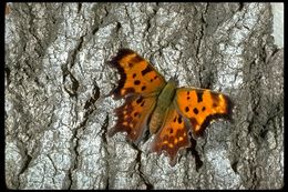 Sivun Polygonia faunus rusticus Edwards 1874 kuva