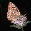 Image of Great Basin Fritillary