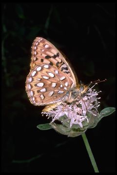 Image of Great Basin Fritillary