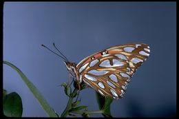 Image of Gulf Fritillary