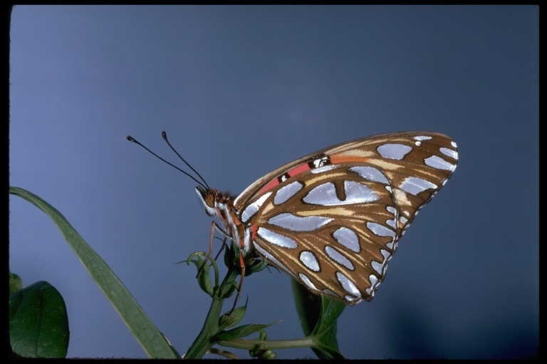 Image of Gulf Fritillary