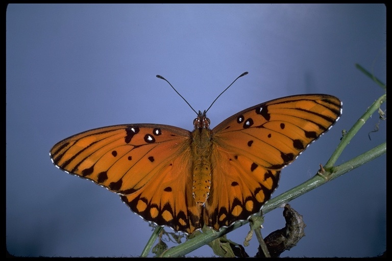 Image of Gulf Fritillary