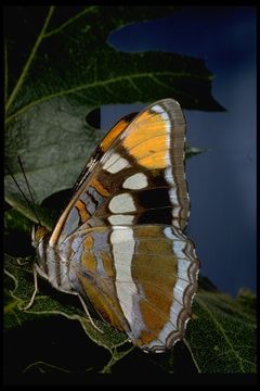 Image of Sister butterfly