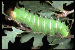 Image of Polyphemus Moth