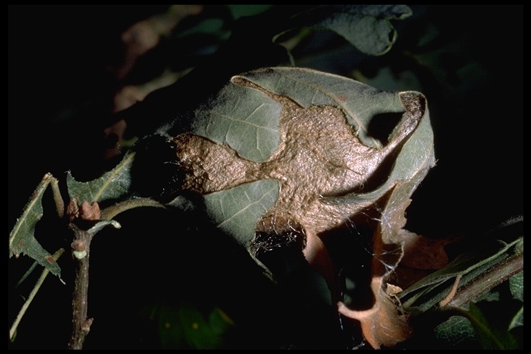 Image of Polyphemus Moth