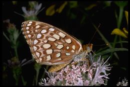 Image of Speyeria atlantis irene Boisduval 1869