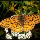 Image of Lesser Fritillaries