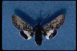 Image of Kern primrose sphinx moth
