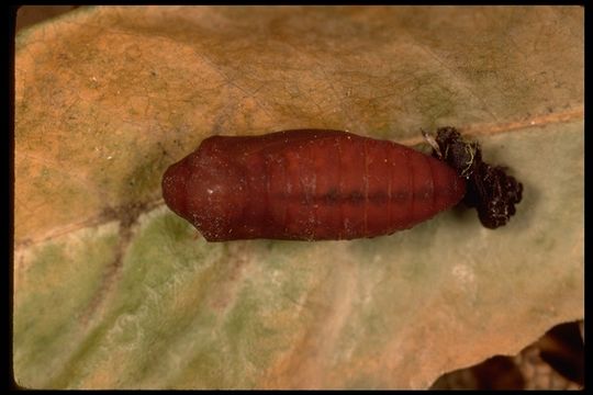 Sivun <i>Parnassius clodius baldur</i> kuva