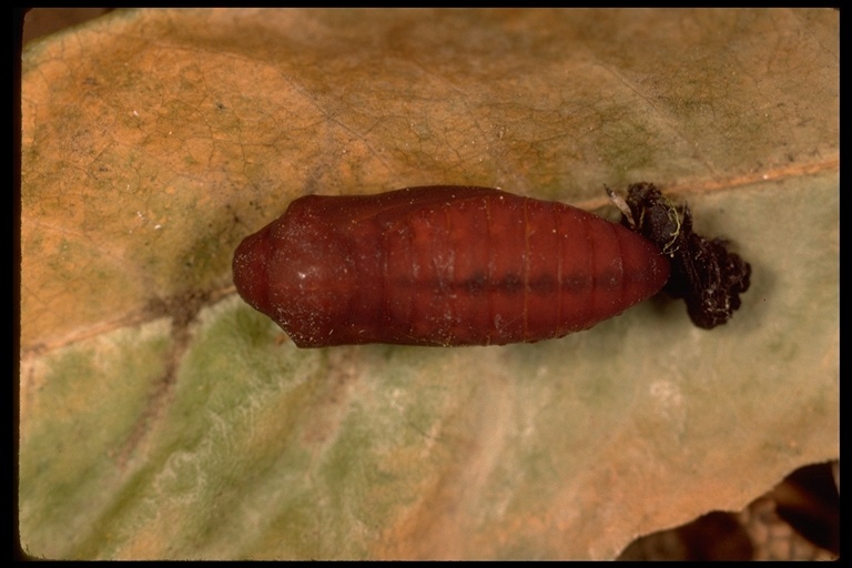 Image de <i>Parnassius clodius baldur</i>