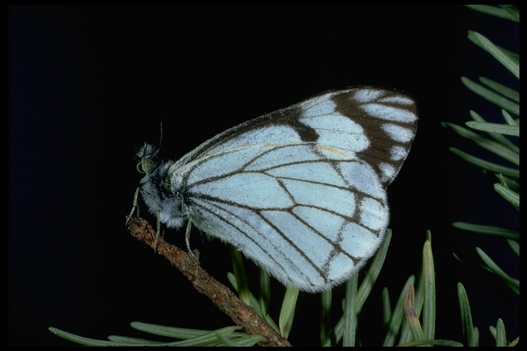 Image of Pine White