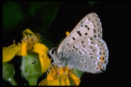 Imagem de Lycaena editha (Mead 1878)