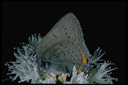 Image of California Hairstreak