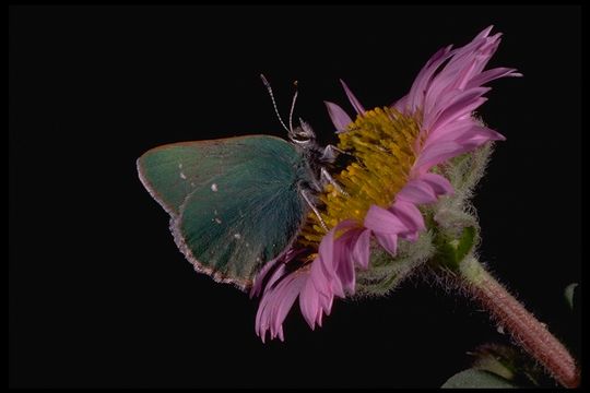 Plancia ëd <i>Callophrys viridis</i>