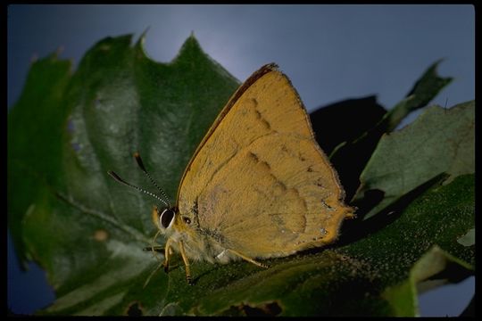 Image of Golden Hairstreak