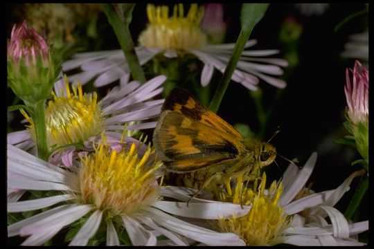 Ochlodes agricola nemorum Boisduval 1852 resmi