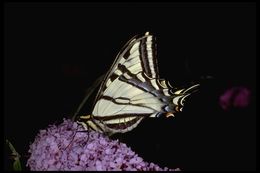 Image of Western Tiger Swallowtail