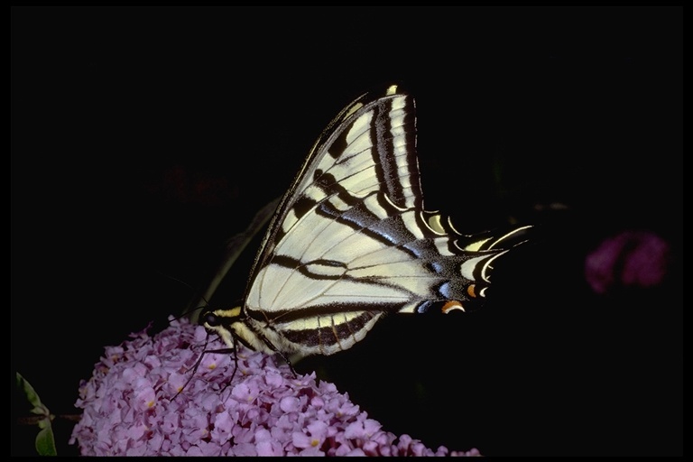 صورة Papilio rutulus Lucas 1852