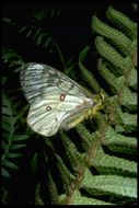 Image of <i>Parnassius clodius baldur</i>