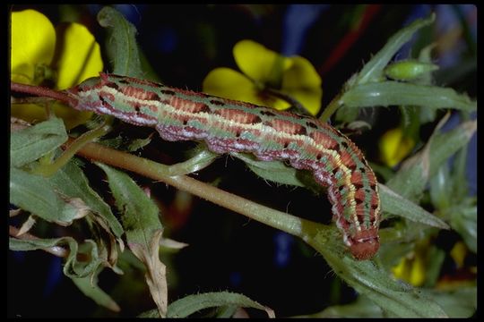 Image of Kern primrose sphinx moth