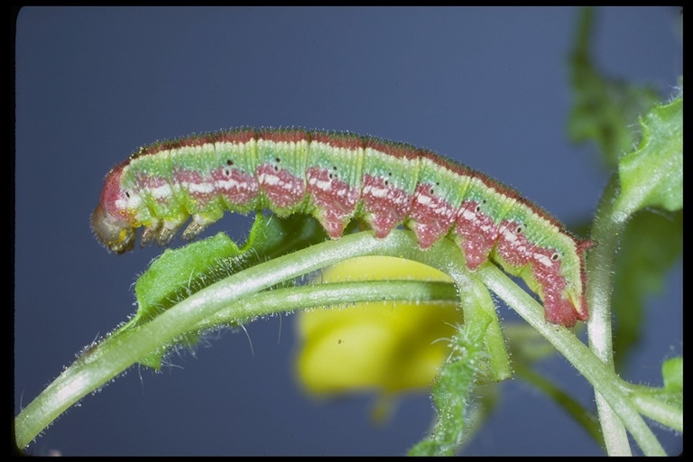 Image of Kern primrose sphinx moth