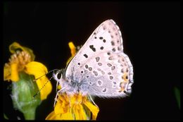 Imagem de Lycaena editha (Mead 1878)