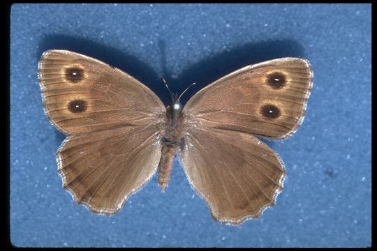 Image of Great Basin Wood Nymph