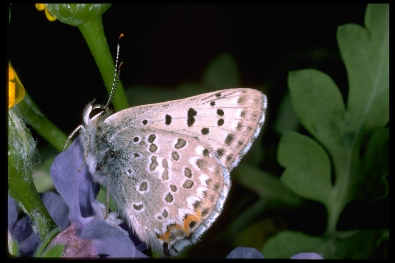 Imagem de Lycaena editha (Mead 1878)