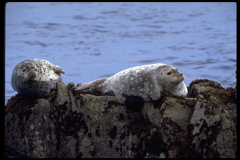 Image of common seal, harbour seal