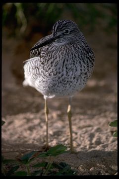 Image of Greater Yellowlegs