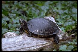 Image of Painted Turtle