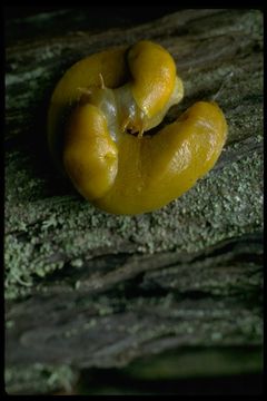 Слика од Ariolimax columbianus (A. Gould 1851)