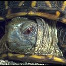 Image of Ornate box turtle