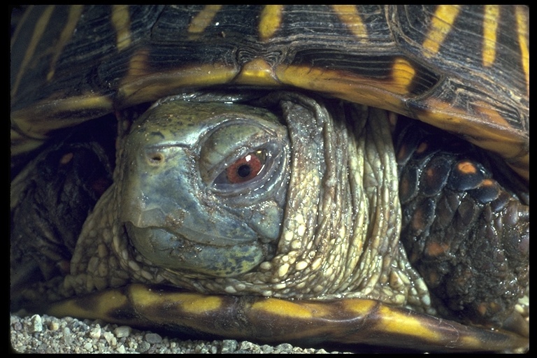 Image of Ornate box turtle