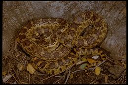 Pituophis catenifer catenifer (Blainville 1835)的圖片