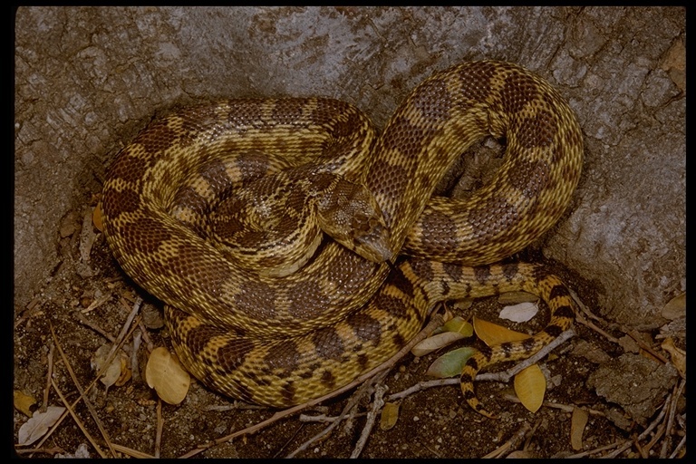 Pituophis catenifer catenifer (Blainville 1835)的圖片