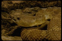 Image of Northern Pacific Rattlesnake