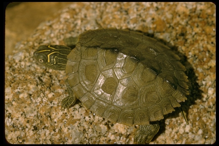 Image of False Map Turtle