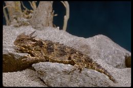 Image of San Diego Horned Lizard