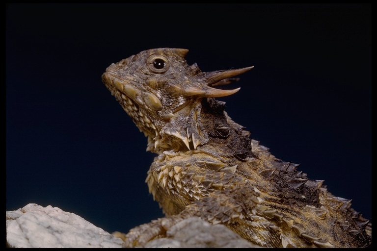 Image of San Diego Horned Lizard