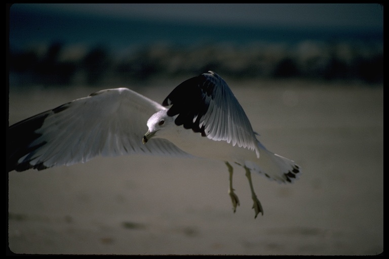 Image of Ring-billed Gull