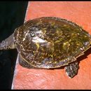 Image of Atlantic Hawksbill Turtle