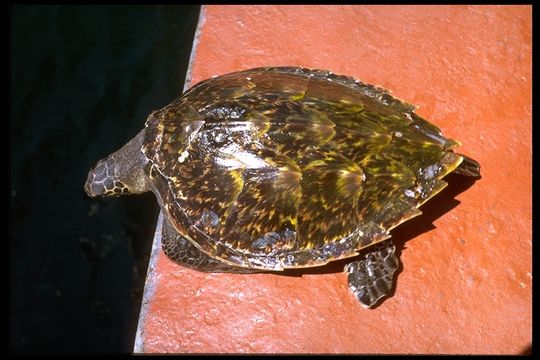 Image of Atlantic Hawksbill Turtle