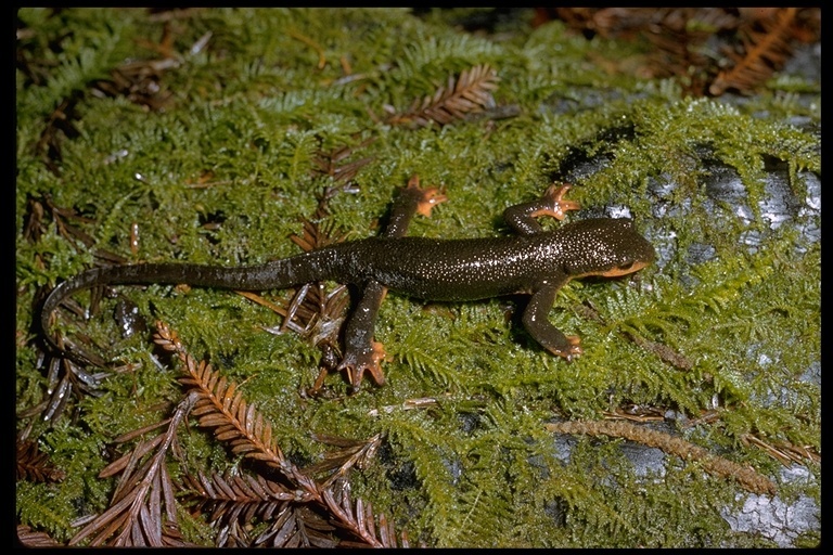 Image of Redbelly Newt